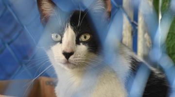 Gato para adoção no Codevida. #Paratodosverem