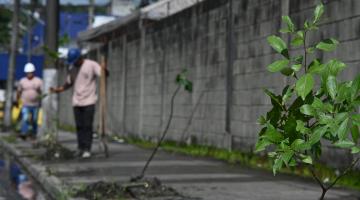 homem planta árvores em rua diante de muro. #paratodosverem 