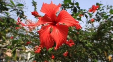 hibisco vermelho em primeiro plano com outras flores menores atrás. #paratodosverem