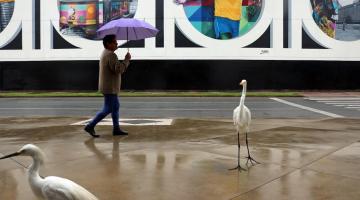mulher caminha com guarda-chuva e garças estão ao lado na calçada  #paratodosverem