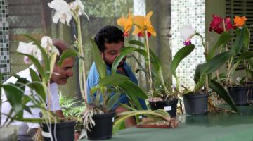 Associação de orquidófilos comemora aniversário com exposição 