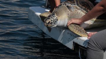 Am alto mar, duas pessoas seguram tartaruga em plataforma à beira de barco