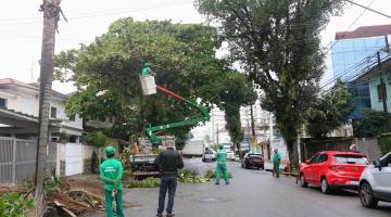 Homens fazem a poda da árvore em uma rua. #paratodosverem