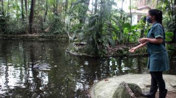 mulher alimenta animais em lago do orquidário #paratodosverem 