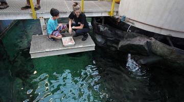 Orientadora está com criança no tanque oceânico e se preparam para alimentar espécie. #Pracegover