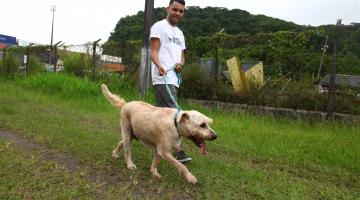 Voluntários podem levar cães para passear