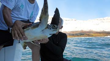 Tartarugas tratadas no Aquário de Santos são devolvidas ao oceano