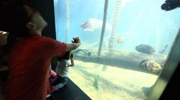 Criança está com as mãos apoiadas em vidro de tanque do Aquário. Do lado de dentro há peixes. #Pracegover