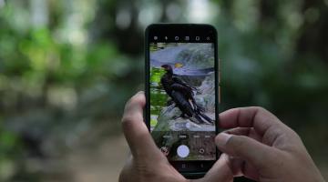 pessoa fotografa ave com celular #paratodosverem