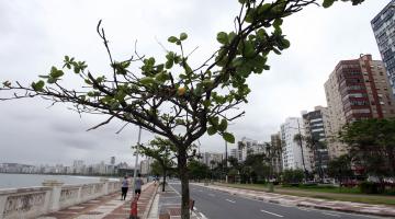 árvore plantada em trecho já revitalizado #pracegover 