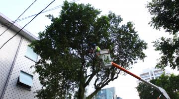 Novas medidas ampliam cuidados com arborização
