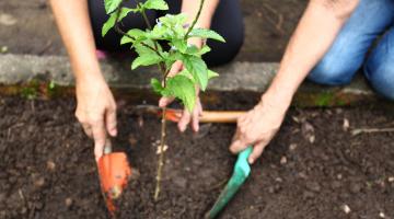 Imagem em close mostra mãos plantando uma muda de erva em canteiro. #Pracegover