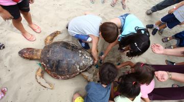 Crianças simulam ciclo de vida das tartarugas e aprendem preservação ambiental - veja galeria de imagens