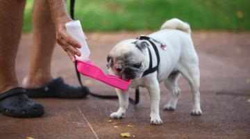 No verão, cães merecem cuidado na hora de passear. Acompanhe vídeo