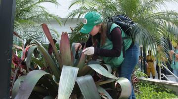 agente da dengue uniformizada procura foto de dengue em planta de jardim. #paratodosverem 