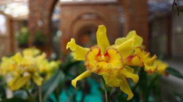 Feira de Orquídeas tem caráter beneficente