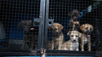 Prefeitura de Santos autua munícipes por maus-tratos a animais
