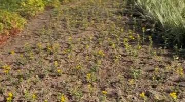 mudas plantadas no jardim #paratodosverem
