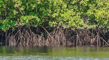 imagem de mangue #paratodosverem 