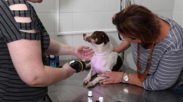 Duas mulheres estão tratando um cão que está sobre uma bancada. Sobre a mesa há alguns vidros próprios para florais e homeopatia. #Pracegover