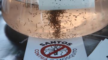 vidro cheio de larvas de mosquito. #paratodosverem 