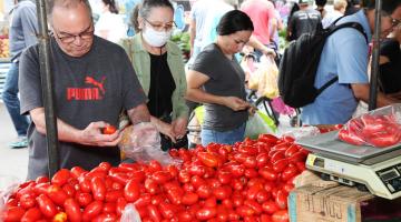 barraca de tomates em feira livre.#paratodosverem
