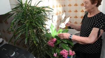 mulher idosa mexe em flores e plantas em sua casa. ela usa um dispositivo no pulso esquerdo, similar a um relágio, para acionar a teleassistência. #paratodosverem 