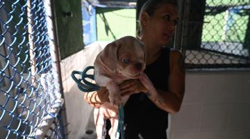 mulher segura cachorro #paratodosverem 