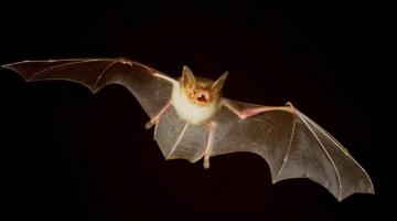 O que fazer ao encontrar um morcego?; confira as dicas da Zoonoses de Santos