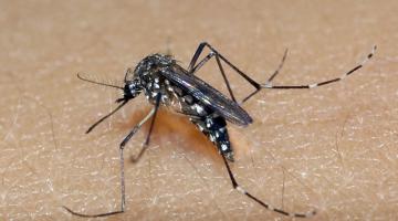 Donos de imóveis de temporada devem redobrar cuidados para evitar criadouros de mosquitos em Santos