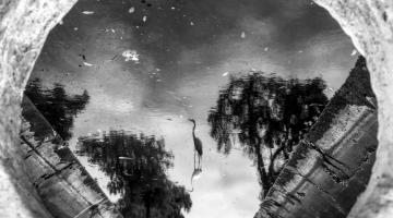 imagem em preto e branco, que mostra a natureza