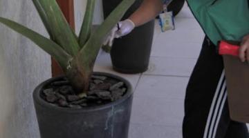 homem examina planta suculenta em vaso. #paratodosverem