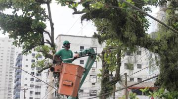Poda de árvores em Santos segue rigoroso critério para garantir boa convivência entre a natureza e o meio urbano
