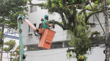 Manejo preventivo em árvores de Santos evita queda de ingazeiros em temporal