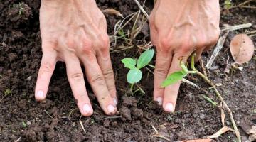 imagem em close de mãos plantando muda de na terra. #paratodosverem