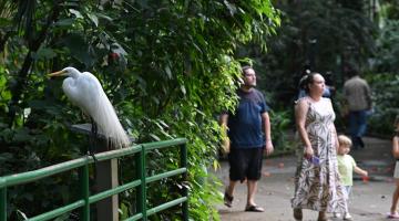 garça em ponte no orquidário #paratodosverem