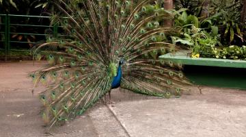 Pavão circula no parque com penas abertas. #Paratodosverem