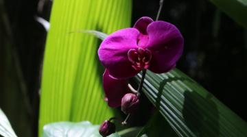 orquídea em flor com dois botões ainda fechados. #paratodosverem