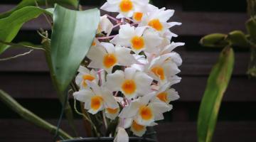 Orquidário de Santos promove 5º festival de floricultura neste fim de semana