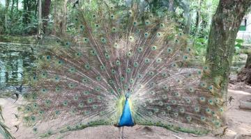 Setembro, tempo de vida nova no Orquidário de Santos 