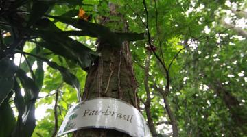 tronco de árvore com placa onde se lê pau-brasil. Acima, a copa. #paratodosverem