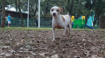 cão caminha sobre área gramada e com folhagem. Ao fundo, há um brinquedo com escorregador. #paratodosverem