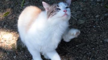 gato com os pés no chão #paratodosverem