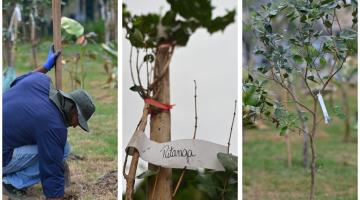 montagem mostra plantio das árvores #paratodosverem 