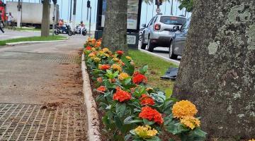 Novas 3,7 mil flores iniciam renovação do paisagismo em Santos