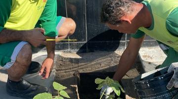 operários plantando árvores #paratodosverem 