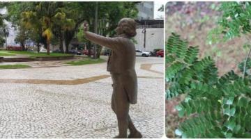vista geral da praça com boniself em primeiro plano e, ao lado, em outra imagem, muda de pau-brasil. #paratodosverem