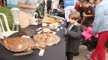 criança aponta para tartaruga taxidermizada exposta e mesa. #paratodosverem