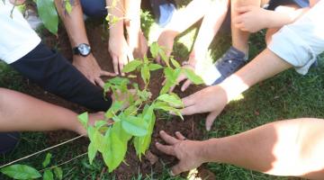 mãos de crianças sobre uma muda de árvore na terra. #paratodosverem