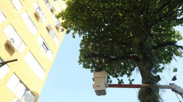 homem em cesto poda galho de árvore. há prédio ao lado. #paratodosverem